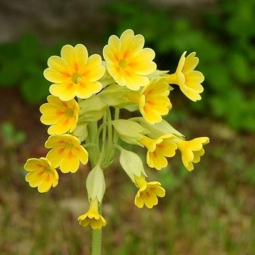 Primula veris 2